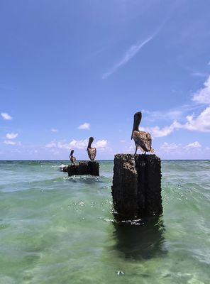 Bal Harbour Beach by null
