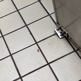 roaches roaches