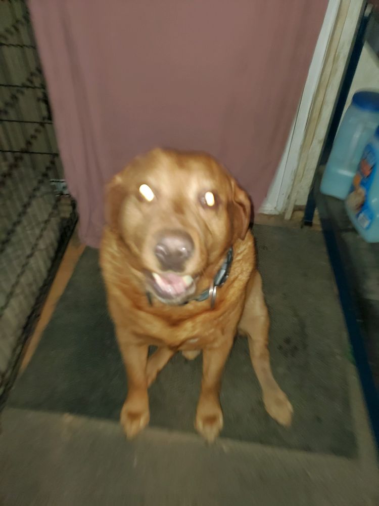 PET CLINIC AT WOODS CORNER Updated September 2024 19 Photos & 25