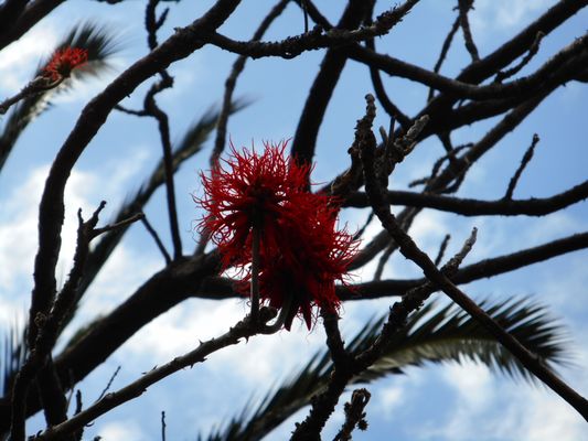 Parque de Santa Catarina by null