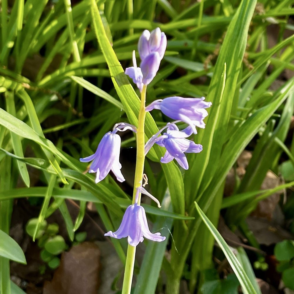 Coker Arboretum - Botanical Gardens Near Me - Chapel Hill, North Carolina