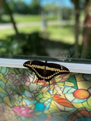 Wings of Mackinac by null