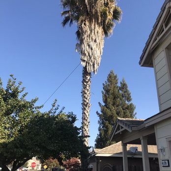 Affordable Tree - Palm Tree BEFORE - Tree Services Near Me - Tracy, California