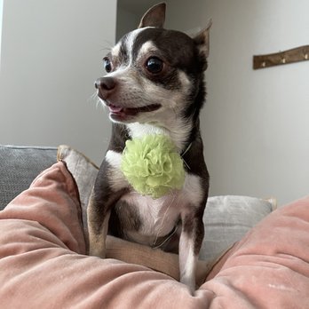 Lugari Pet Salon - Happy, clean girl - Pet Groomers Near Me - Scottsdale, Arizona Lugari Pet Salon - Happy, clean girl - Pet Groomers Near Me - Scottsdale, Arizona