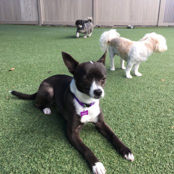 The Zen Dog - Pet Training Near Me The Zen Dog - Pet Training Near Me