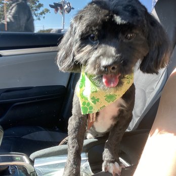 Splish Splash Wags - Pet Groomers Near Me - Long Beach, California