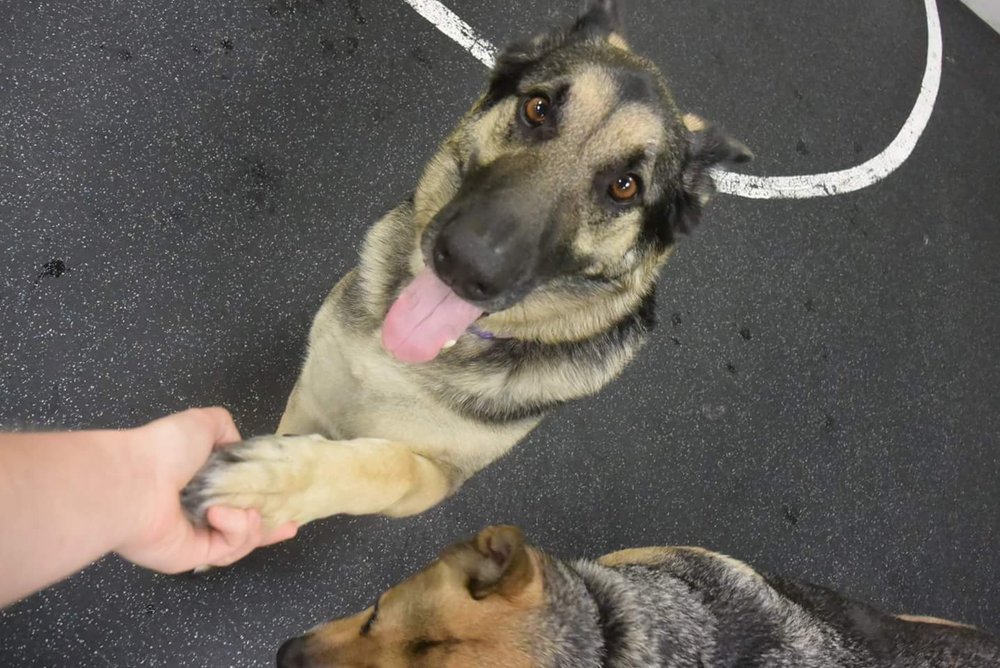 DOGTOPIA Updated July 2024 24 Reviews 11004 Midlothian Tpke