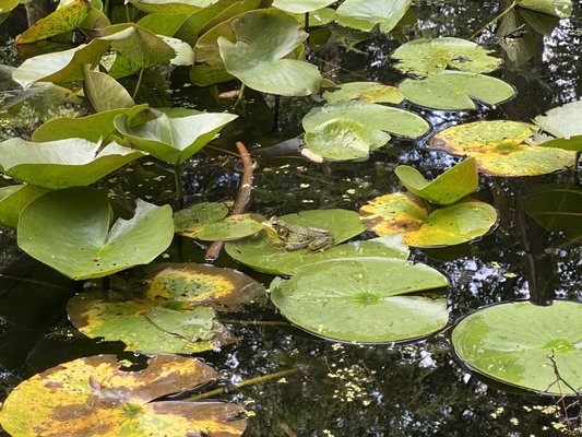 Stanley Park by null