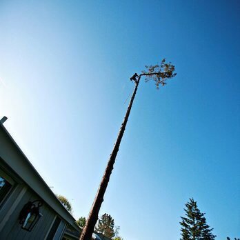 Brandon's Tree Service - a tall tree in the foreground - Tree Services Near Me Brandon's Tree Service - a tall tree in the foreground - Tree Services Near Me