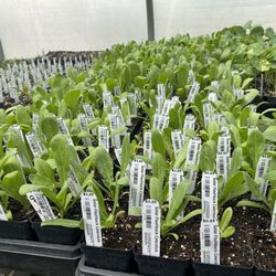 The Farm Connection - Little baby plants in their production greenhouse, huge selection of unique and exciting plants