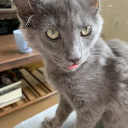 A healthy kitten