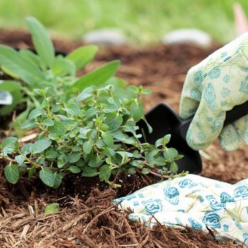 Hawkins Landscape Supply - Hardwood vs. Leaf Mulch - Nurseries & Gardening Near Me - Rockville, Maryland Hawkins Landscape Supply - Hardwood vs. Leaf Mulch - Nurseries & Gardening Near Me - Rockville, Maryland