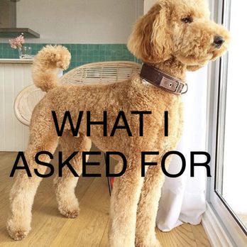 Chris Dog Grooming - The sample pic I provided. - Pet Groomers Near Me - Los Angeles, California Chris Dog Grooming - The sample pic I provided. - Pet Groomers Near Me - Los Angeles, California