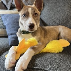 Bideawee Manhattan Adoption Center