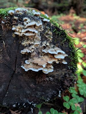 Armstrong Redwoods State Natural Reserve by null Armstrong Redwoods State Natural Reserve by null