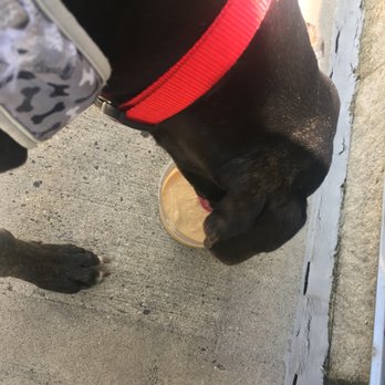 South Block - Lincoln enjoying a dog smoothie - peanut butter & banana! - Juice Bars & Smoothies Near Me - Arlington, Virginia South Block - Lincoln enjoying a dog smoothie - peanut butter & banana! - Juice Bars & Smoothies Near Me - Arlington, Virginia