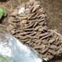 Photo of Seacoast Mushrooms