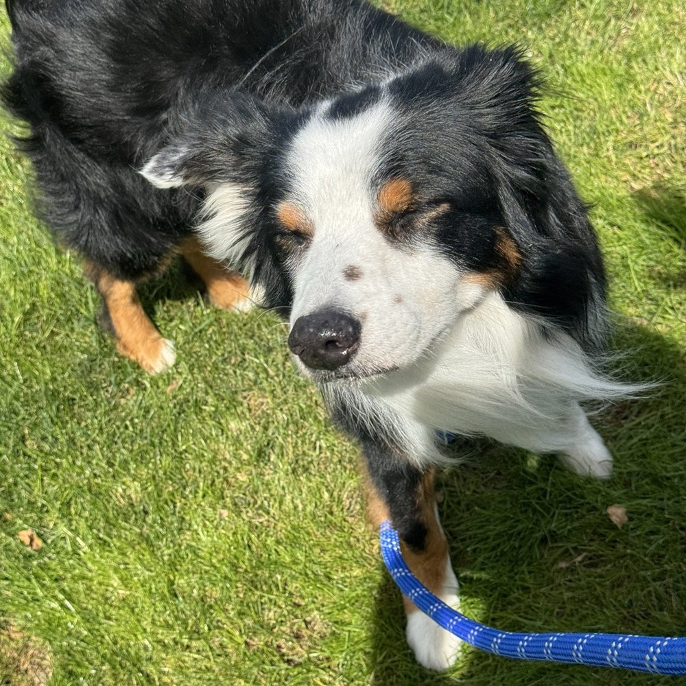 Happy puppy dog Happy puppy dog