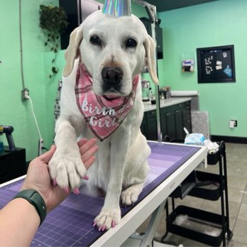 Gabby the Groomer - Mama's 11th birthday - Pet Groomers Near Me - Madison, Tennessee