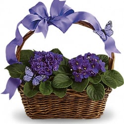 Union Street Flowers & Gifts - This is what we requested from Teleflora initially. We were told they didn't have African violets but could still do a planter.