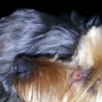 Pooch Pawlor Spa - They ripped the skin around my dogs eyes!!! On both sides! NEVER AGAIN!!! - Pet Groomers Near Me - Glendale, California