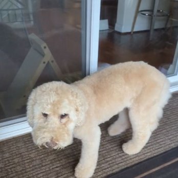Pampered Pooch - This picture is after Kori and Jake groomed Russett at Pampered Pooch. - Pet Groomers Near Me