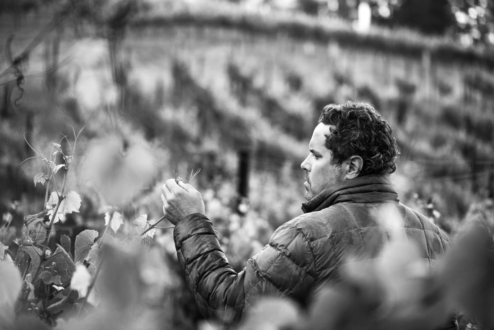 Auteur Wines - Photo 2