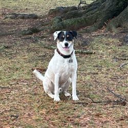 Premier Dog Training