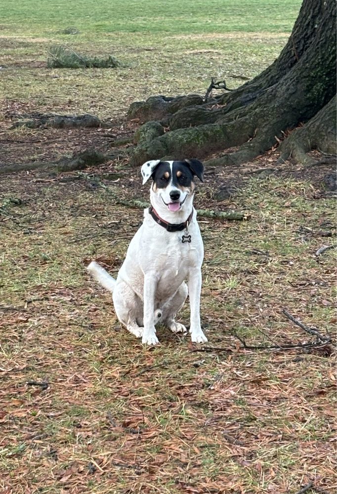 Premier Dog Training - pet boarding facility in Jessup, MD