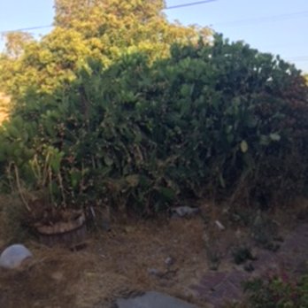 Matilde's Tree Service - before - Tree Services Near Me Matilde's Tree Service - before - Tree Services Near Me