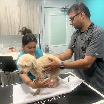 Pet Pawz-itive - Veterinarians Near Me - Simi Valley, California Pet Pawz-itive - Veterinarians Near Me - Simi Valley, California