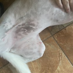 Was told to use neosporin! Maybe doing the proper level of shaving as requested would be a better idea!
