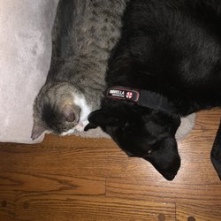Pawz at Play - Lucky with his BFF