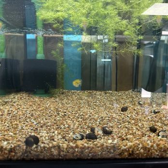 Aqua Nature Aquarium - Local Fish Stores Near Me - Bakersfield, California
