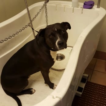 green bulldog dog wash and spa