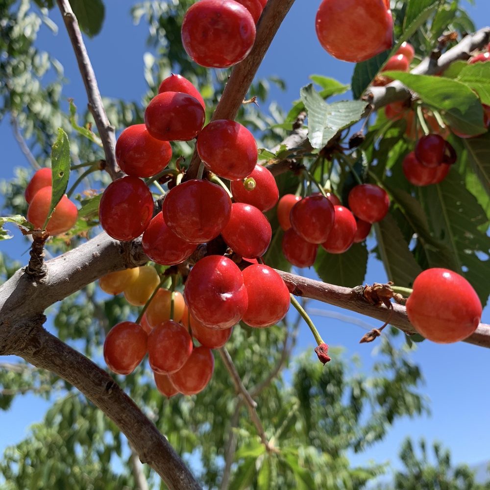 B & R Cherry Orchard - Pick Your Own Farms Near Me - Beaumont, California B & R Cherry Orchard - Pick Your Own Farms Near Me - Beaumont, California