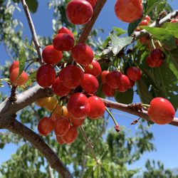 B & R Cherry Orchard