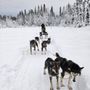 Photo of Trail Breaker Kennel