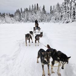 Trail Breaker Kennel