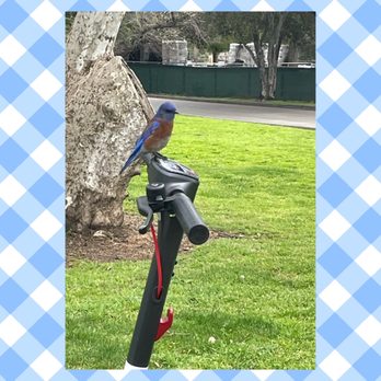 Irvine Regional Park - Blue bird - Parks Near Me - Orange, California Irvine Regional Park - Blue bird - Parks Near Me - Orange, California