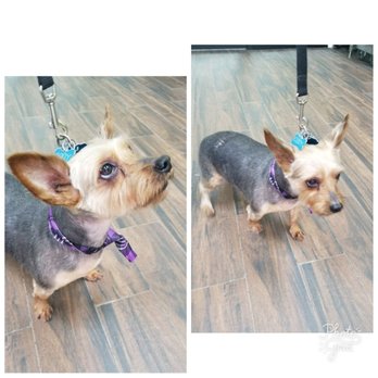 Dog Planet NY - Pet Boarding Near Me - Astoria, New York Dog Planet NY - Pet Boarding Near Me - Astoria, New York