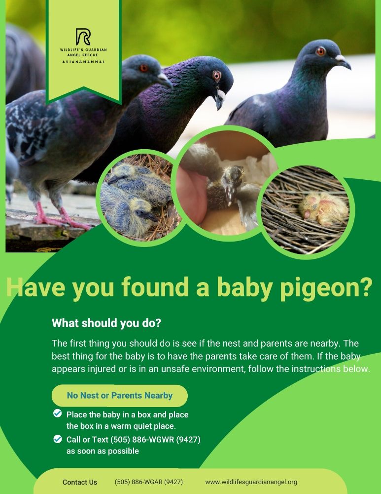 Wildlife's Guardian Angel Rescue - social services organization in Albuquerque, NM