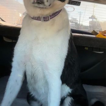 Safe Haven Pet Resort - All clean! - Pet Sitting Near Me - Rapid City, South Dakota Safe Haven Pet Resort - All clean! - Pet Sitting Near Me - Rapid City, South Dakota