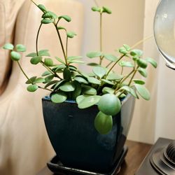 The Plant Guys