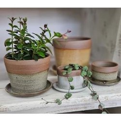 Growing Trade Pet & Plant