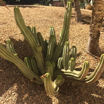 California Scenario - Botanical Gardens Near Me - Costa Mesa, California California Scenario - Botanical Gardens Near Me - Costa Mesa, California