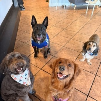 Pup Plaza - Community Service/Non-Profit Near Me - San Jose, California