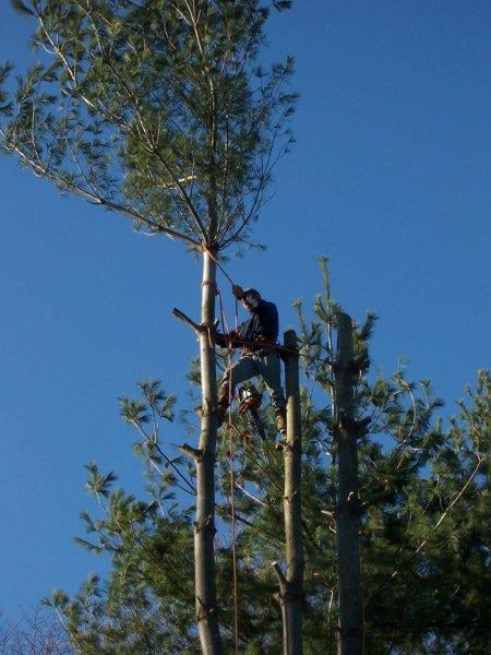 Clark's Tree Service - tree service in Hurricane, WV