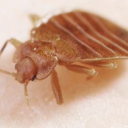 Victory Pest Control - Bed Bugs