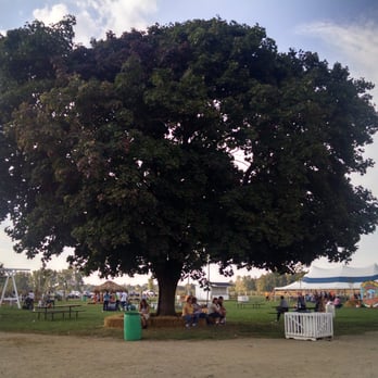 DeBucks Family Farm - Big tree - Pumpkin Patches Near Me - Belleville, Michigan DeBucks Family Farm - Big tree - Pumpkin Patches Near Me - Belleville, Michigan